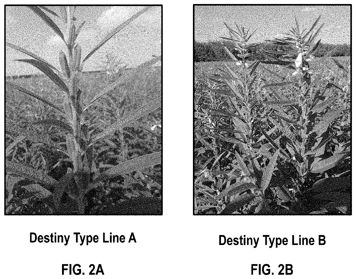 Sesame plants with improved organoleptic properties and methods thereof