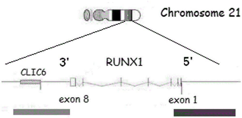 Runx1 gene fragmentation and copy number increase detection kit and preparation method thereof