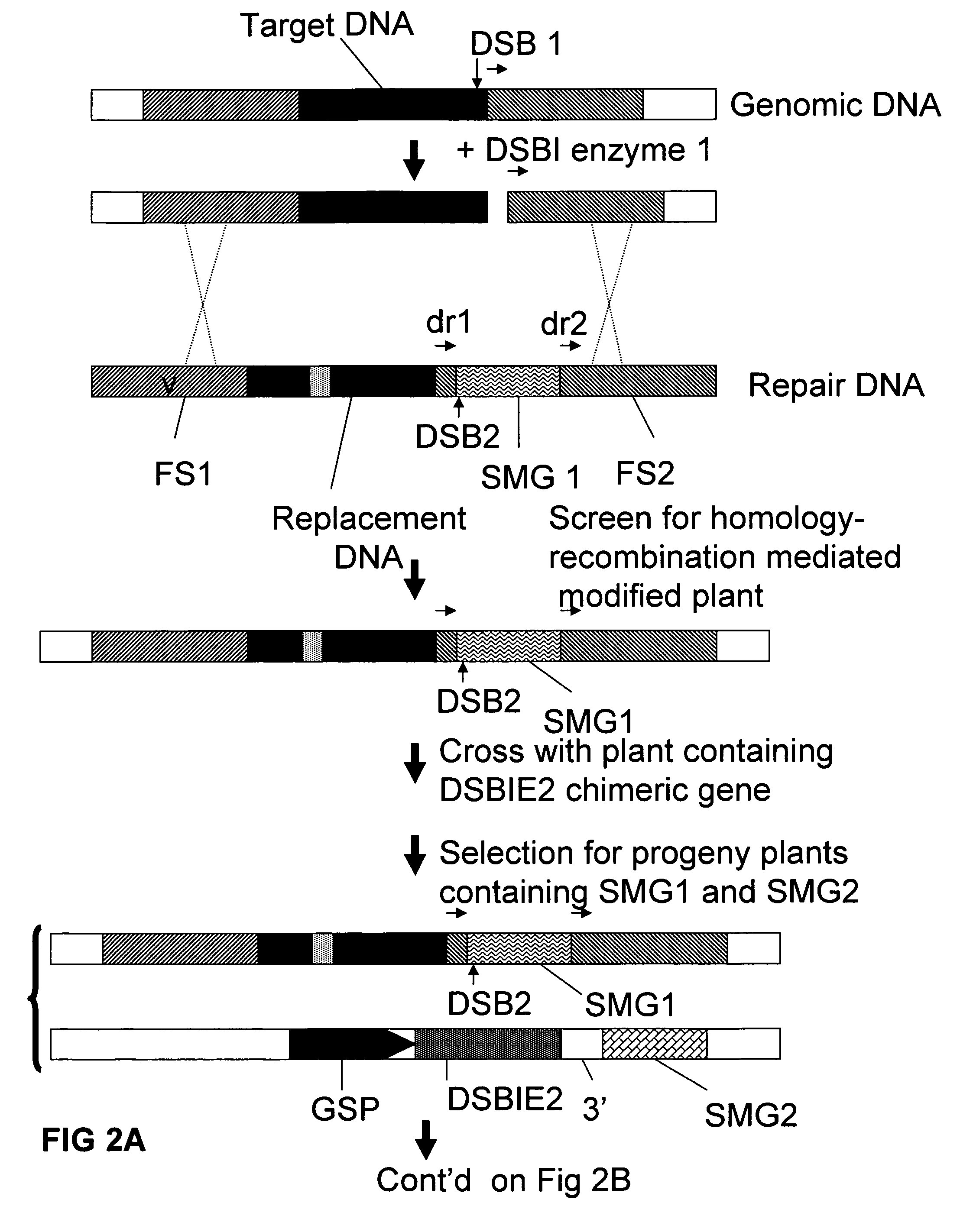 Methods and means for removal of a selected DNA sequence