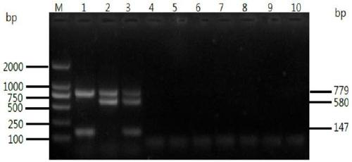 A dual PCR method for rapid identification of goose parvovirus and cherry valley duck parvovirus