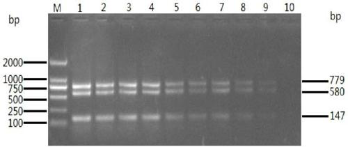 A dual PCR method for rapid identification of goose parvovirus and cherry valley duck parvovirus