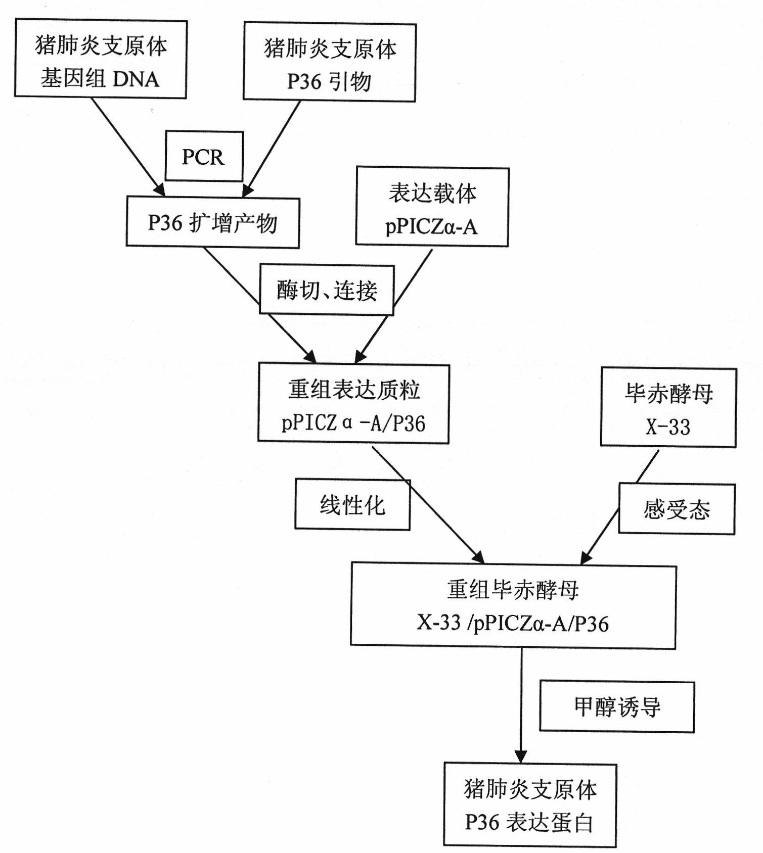 Mycoplasma hyopneumoniae P36 gene recombined Pichia pastoris and expression protein