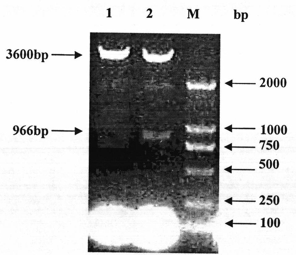 Mycoplasma hyopneumoniae P36 gene recombined Pichia pastoris and expression protein