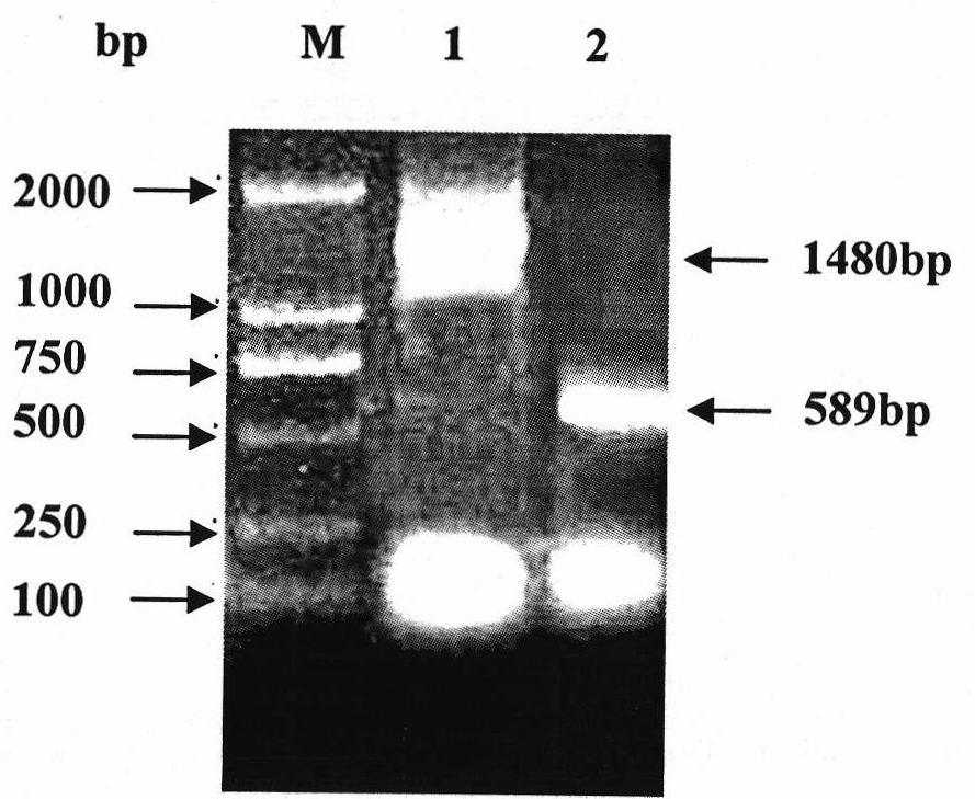 Mycoplasma hyopneumoniae P36 gene recombined Pichia pastoris and expression protein