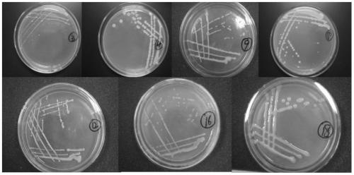 Methylotrophic Bacillus ar3, Bacillus subtilis ar4, Bacillus amyloliquefaciens ar10 and their applications