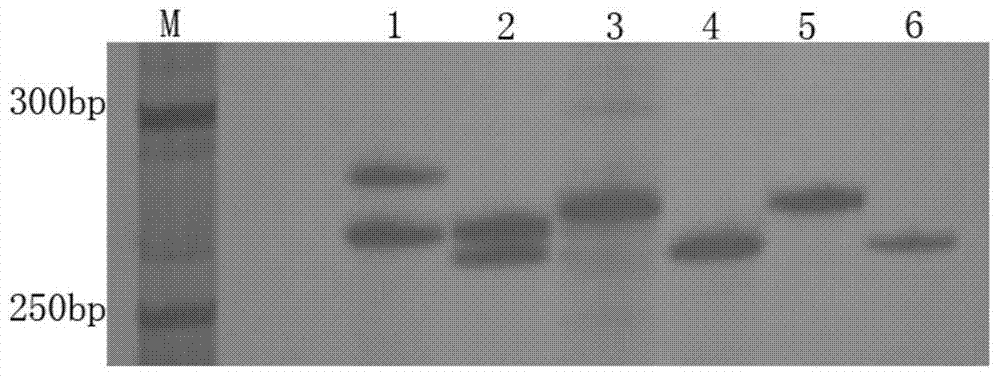 Molecular specific detection marker and detection method of 0229 straw mushroom strain