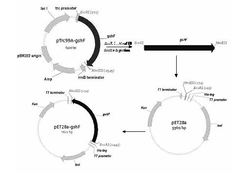 Method for producing glutathione by fermentation of recombinant Escherichia coli