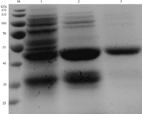 Gene, protein and application of a prosthetic group-free chloroperoxidase cpo822