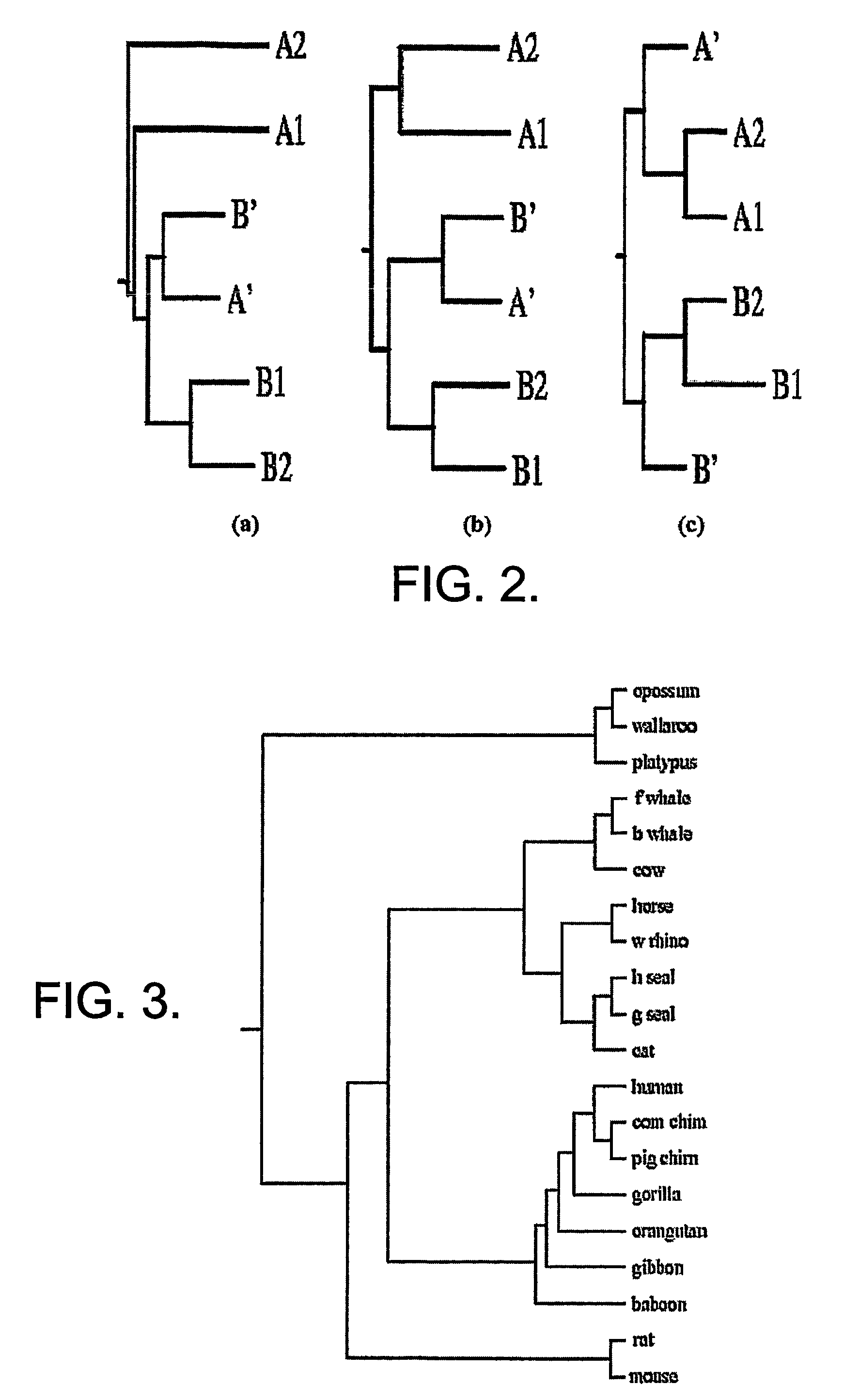 System and method for sequence distance measure for phylogenetic tree construction