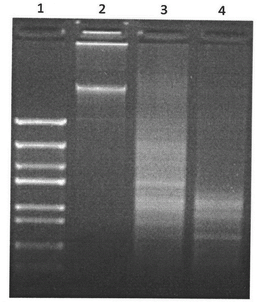 Cellulose and xylan bifunctional enzyme, coding gene thereof and application