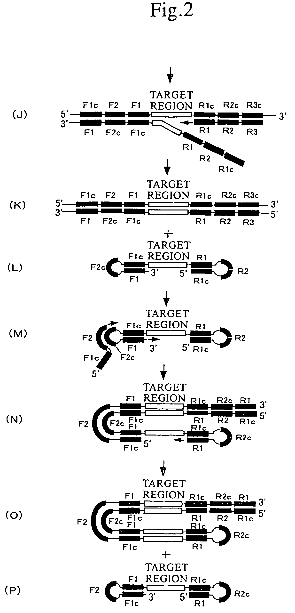 Method of efficiently detecting double-stranded nucleic acid