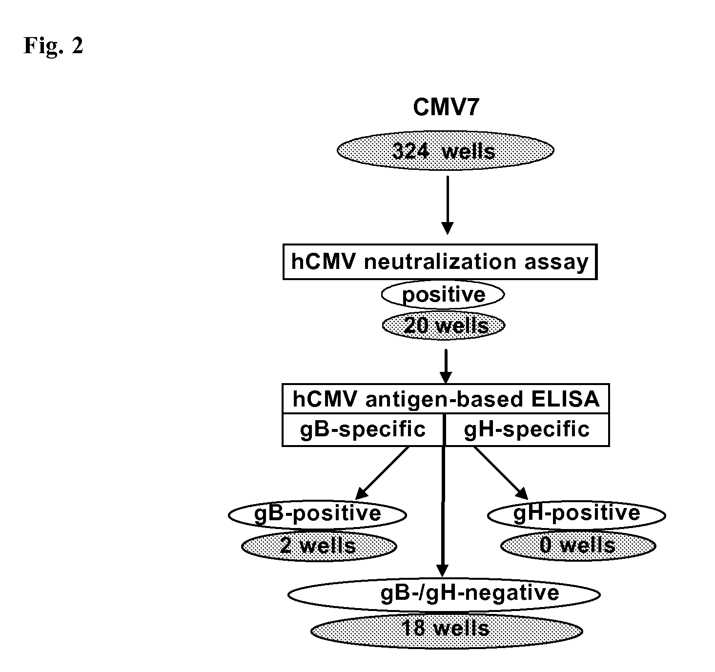 Antibodies against Human Cytimegalovirus (HCMV)