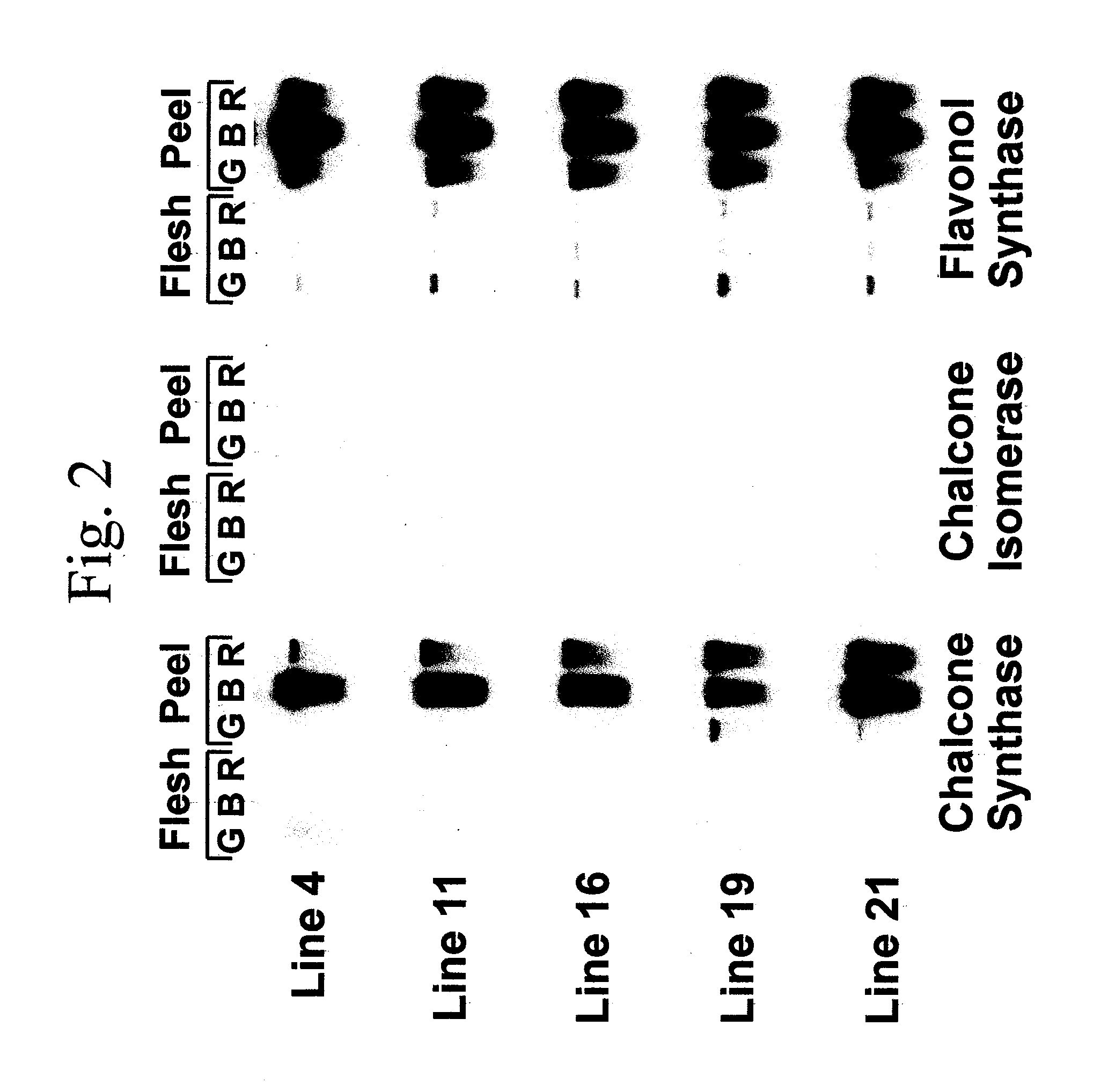 Flavonol expressing domesticated tomato and method of production