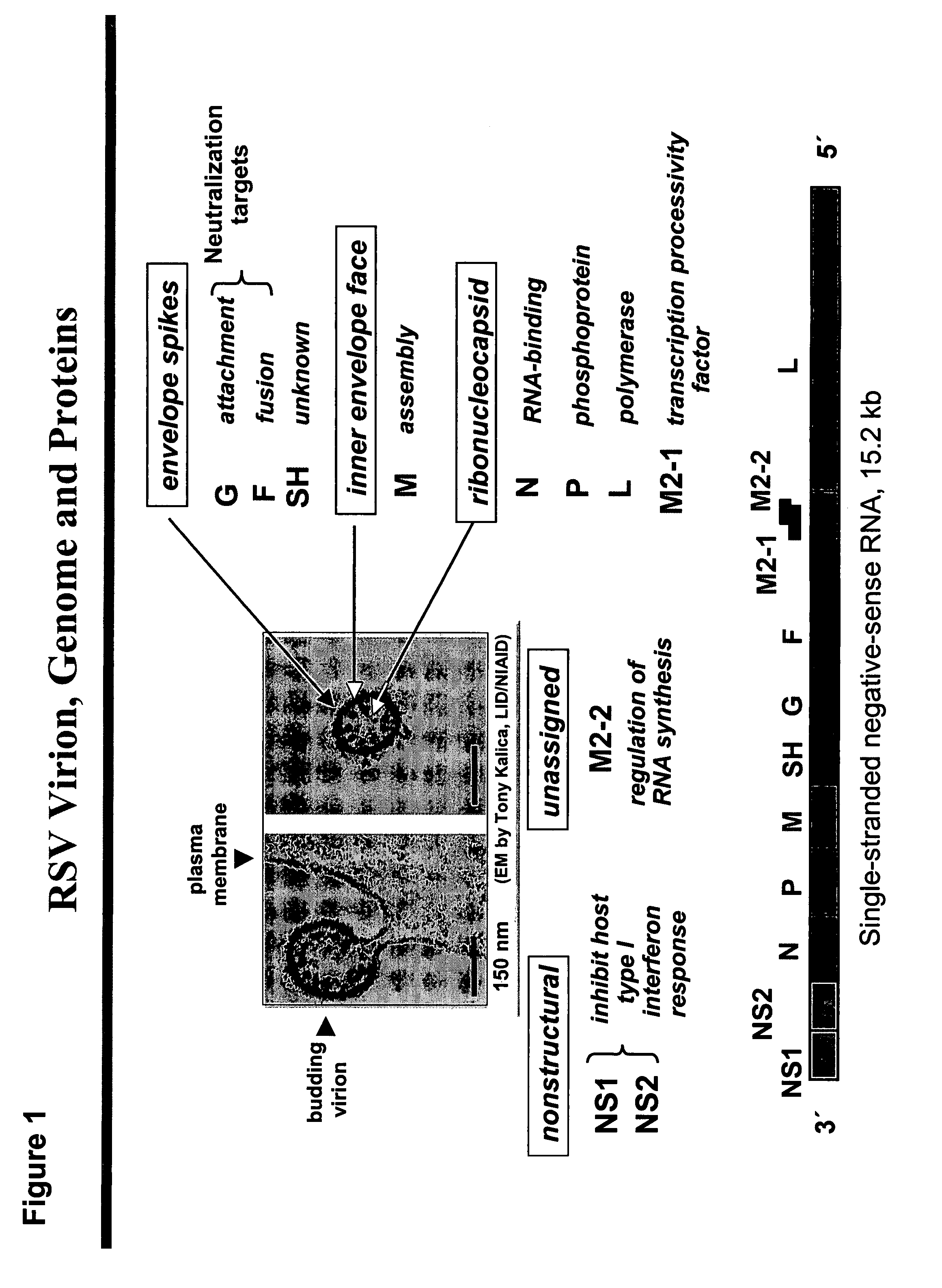 Codon modified immunogenic compositions and methods of use
