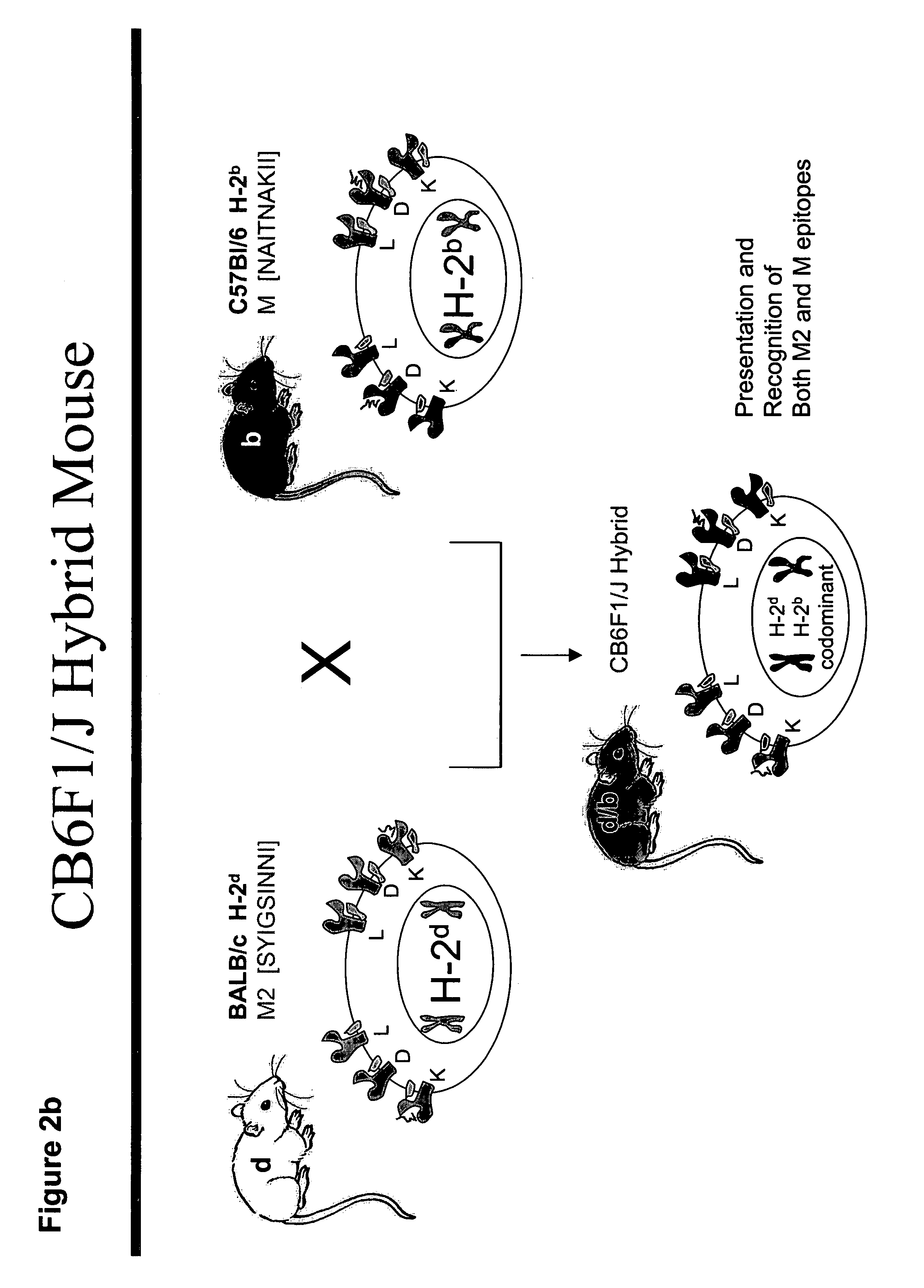 Codon modified immunogenic compositions and methods of use