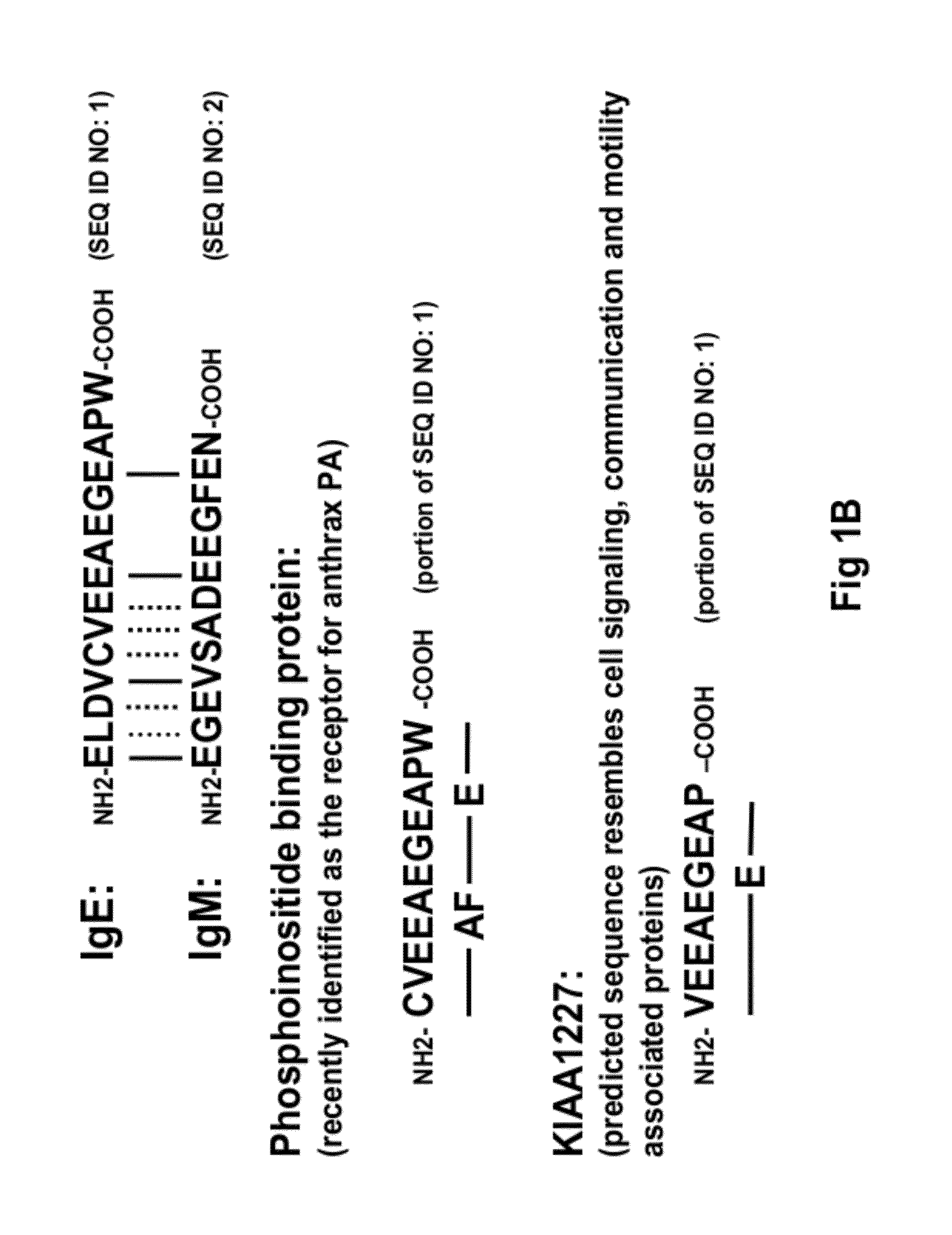 Method Of Identifying Membrane Ig Specific Antibodies And Use Thereof For Targeting Immunoglobulin-Producing Precursor Cells