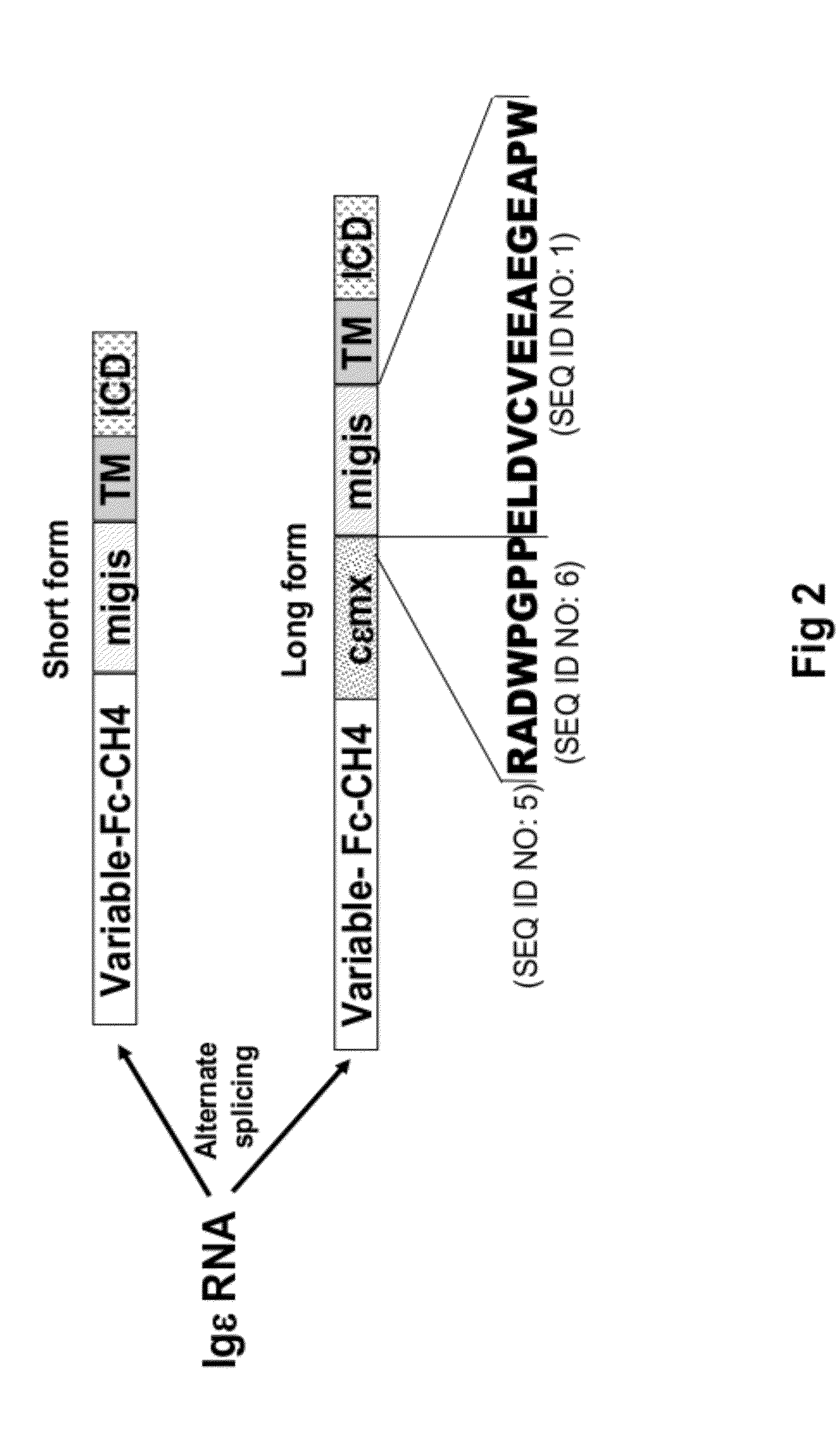 Method Of Identifying Membrane Ig Specific Antibodies And Use Thereof For Targeting Immunoglobulin-Producing Precursor Cells