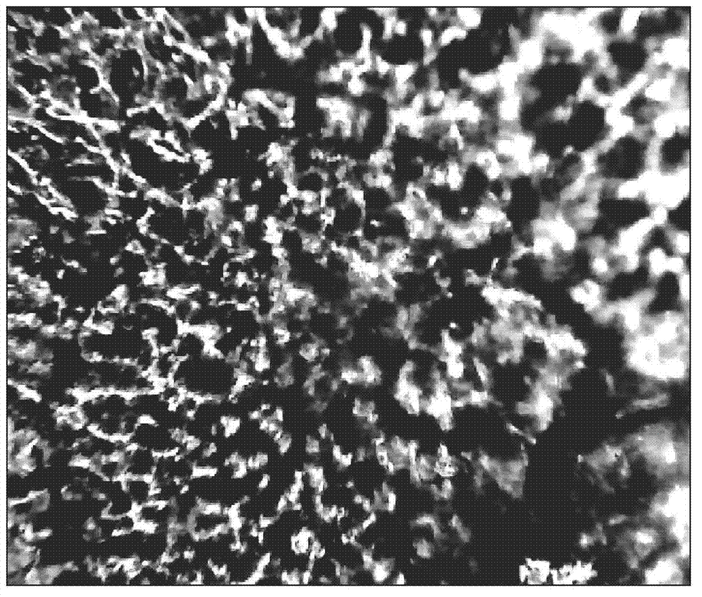 Porous chitosan metal porphyrin composite and preparation method and application thereof