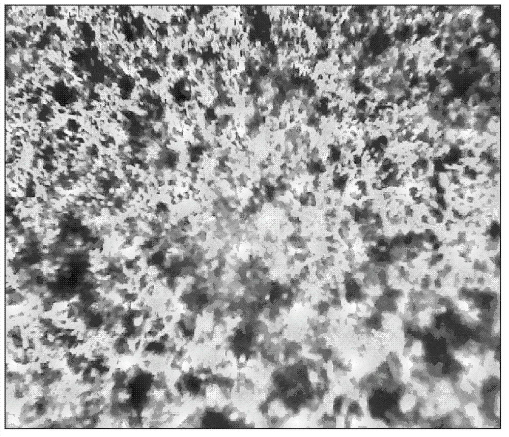 Porous chitosan metal porphyrin composite and preparation method and application thereof