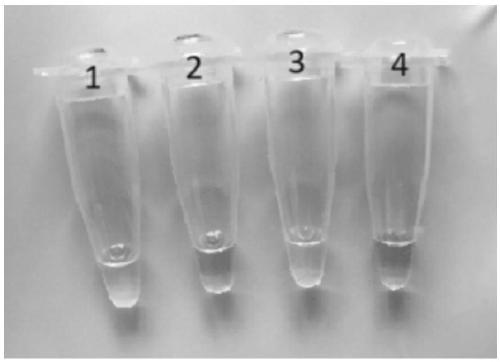 A loop-mediated isothermal amplification detection method and a kit of a high-virulence strain of Helicobacter pylori