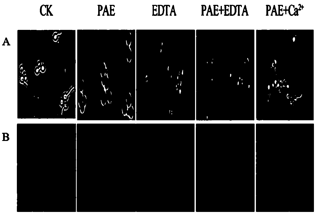 Aspergillus flavus prevention and control composition containing perillaldehyde and calcium ion chelating agent EDTA, and application thereof