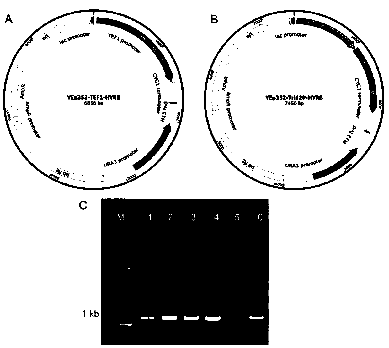 Promoter of trichothecene synthase gene Tri12 of Leucosphaeria dothidea A553 and application of promoter