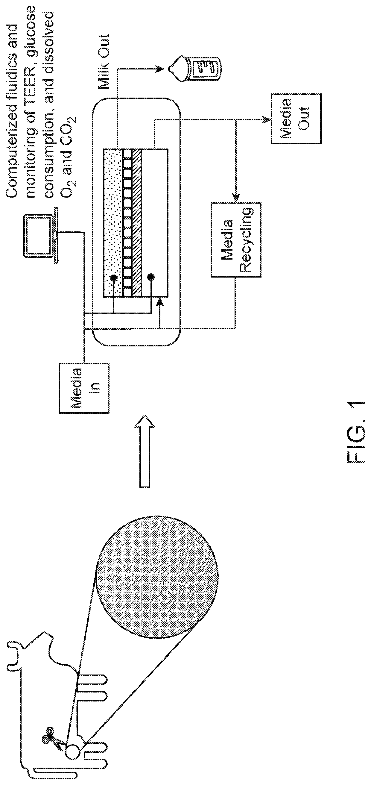 Live cell constructs for production of cultured milk product and methods using the same