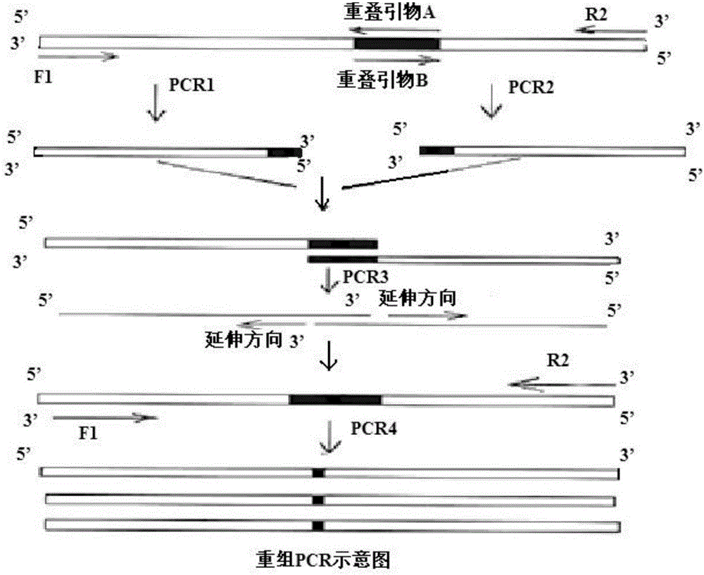 A kind of high temperature resistant α-amylase and its preparation method and application