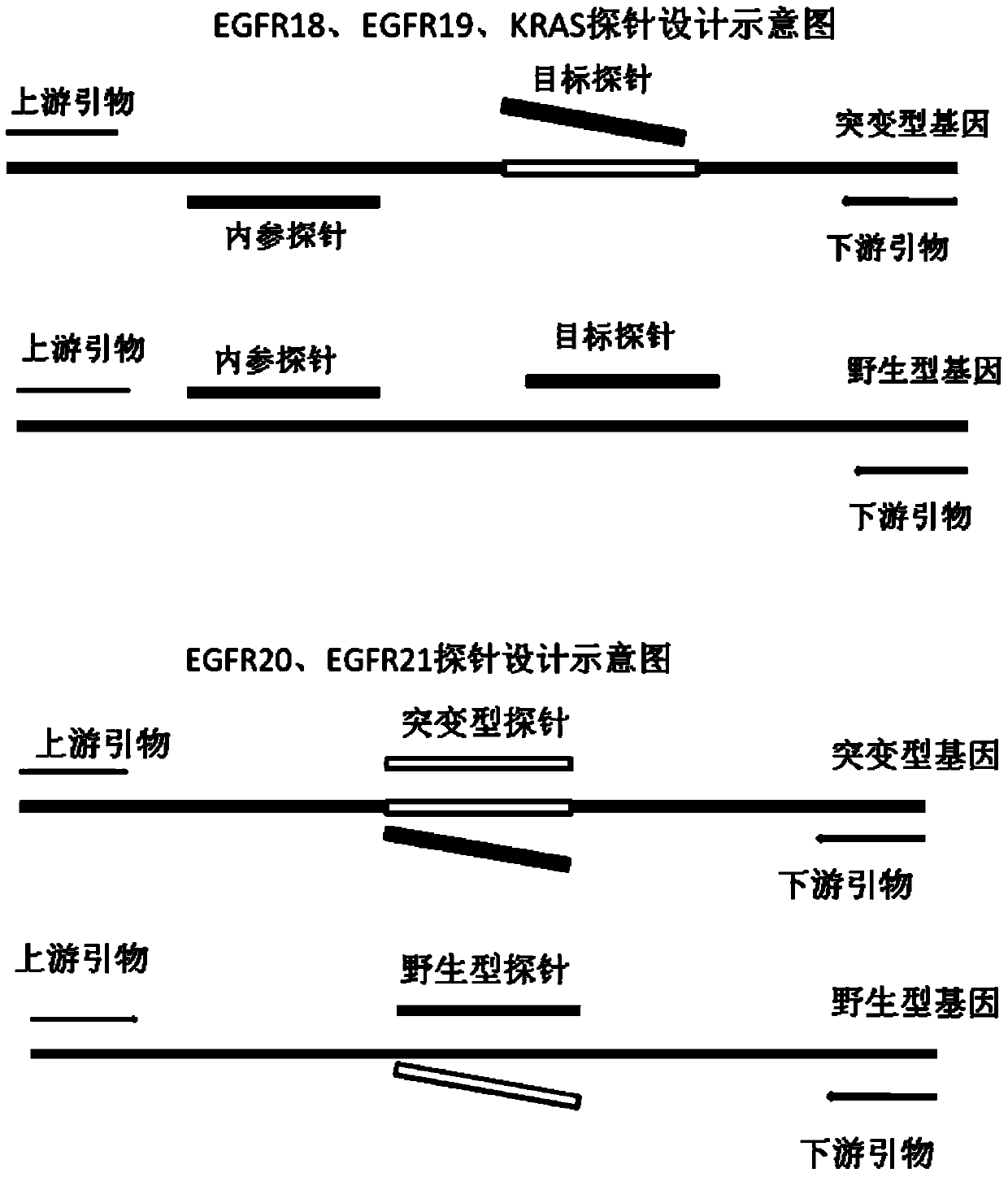 Primers, probes and kits for detecting egfr and/or k-ras gene mutations