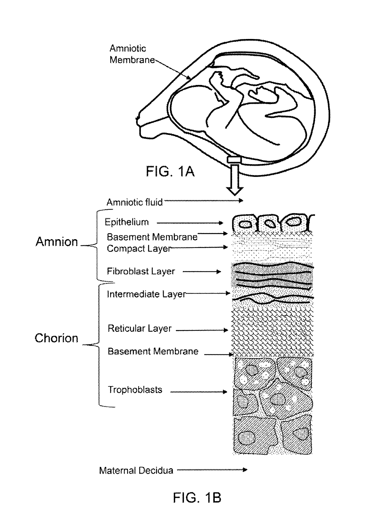 Frozen therapeutic dose and package