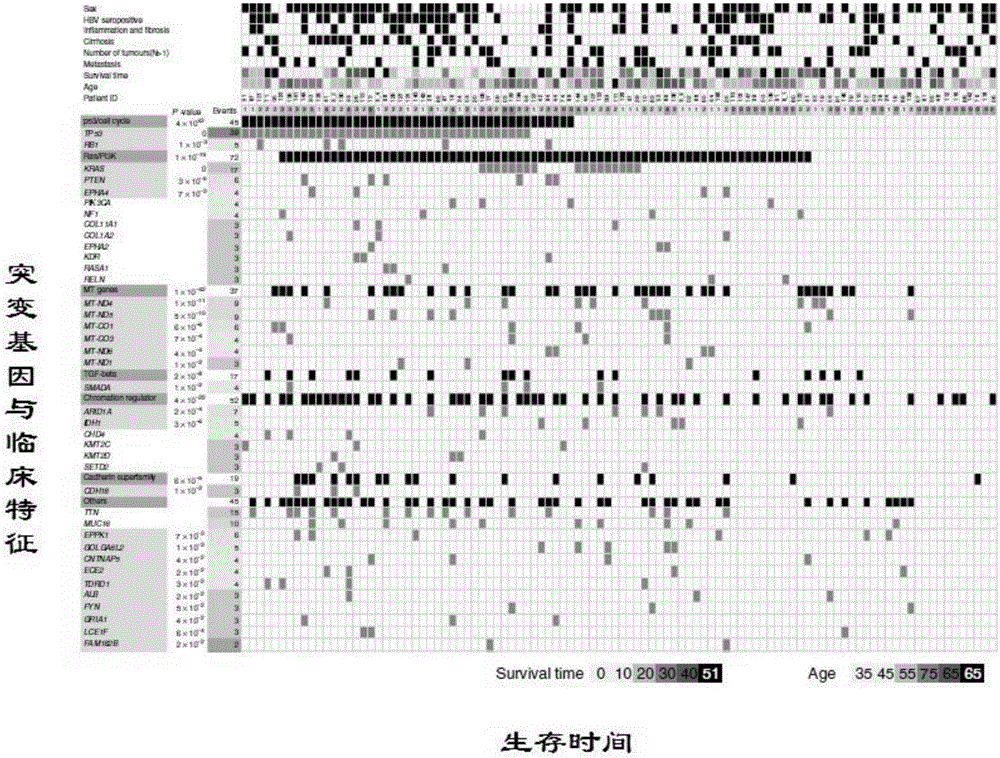 Intrahepatic duct cell cancer related gene mutation targets and application thereof