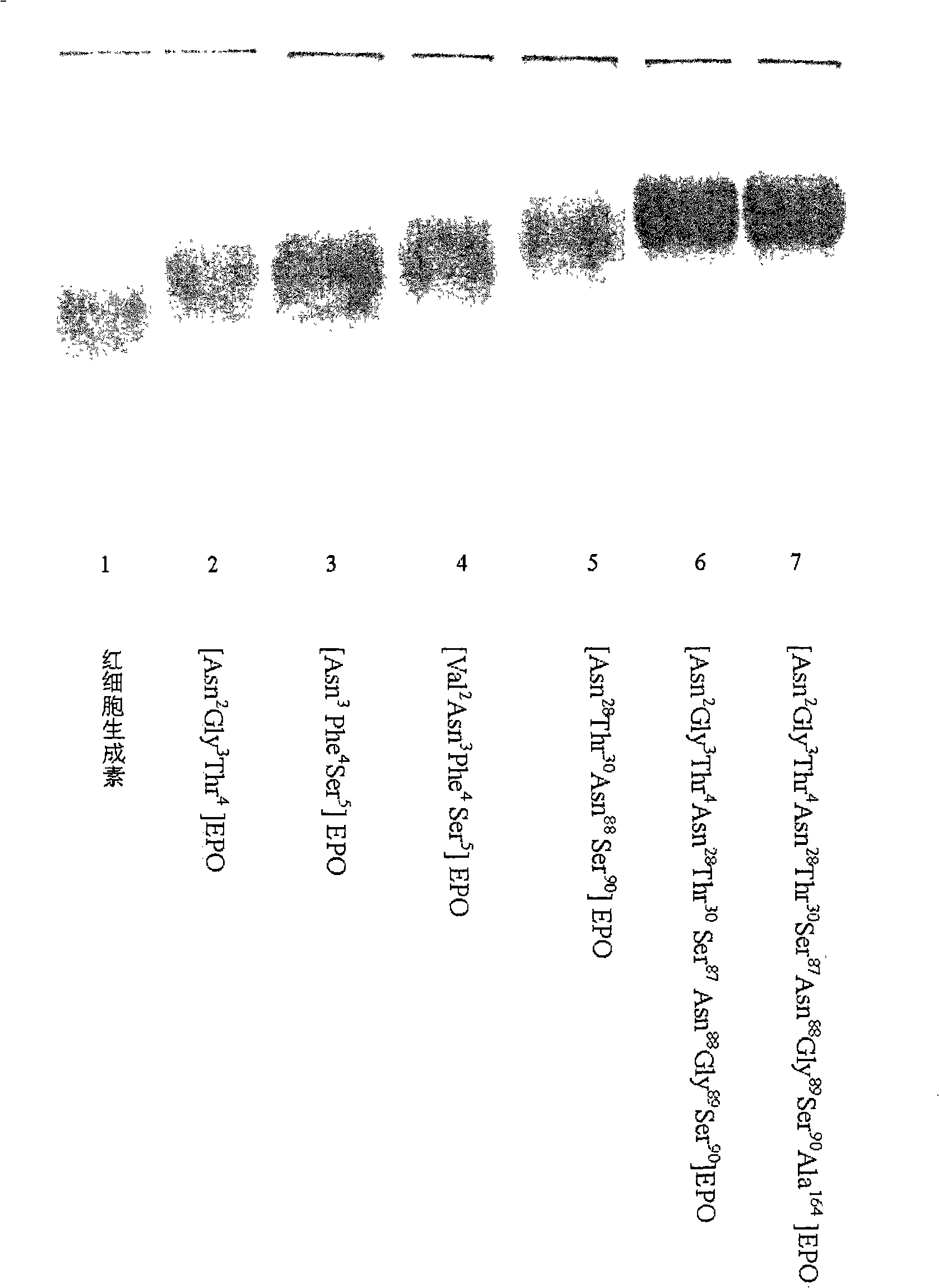 New erythrocyte-stimulating factor analogues