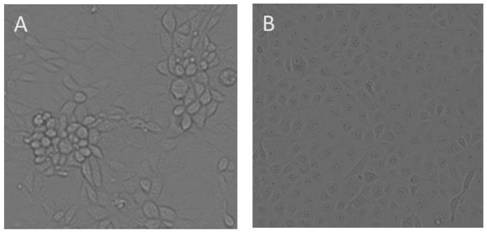 Low pathogenic porcine reproductive and respiratory syndrome virus, vaccine and its application