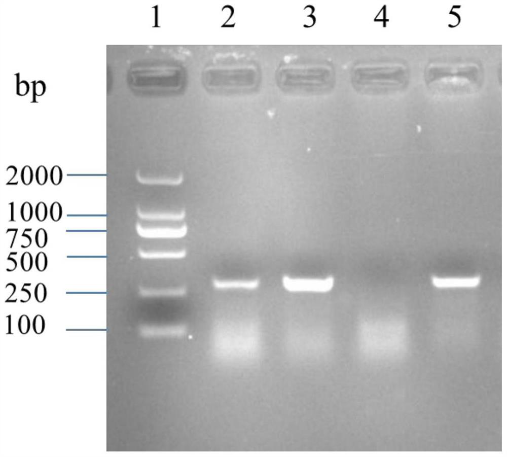 Low pathogenic porcine reproductive and respiratory syndrome virus, vaccine and its application