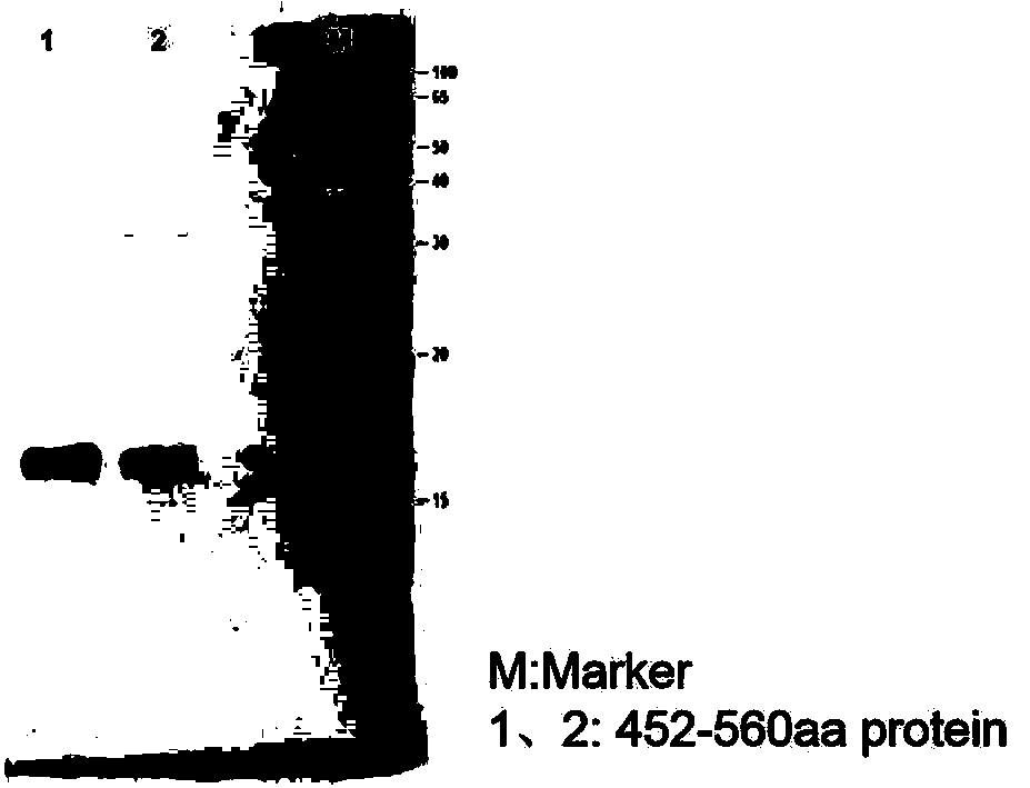 Preparation method of anti-AMH specific antibody and application of antibody in AMH detection kit