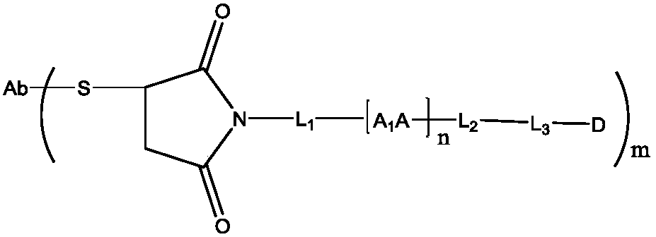 Camptothecin-antibody conjugate