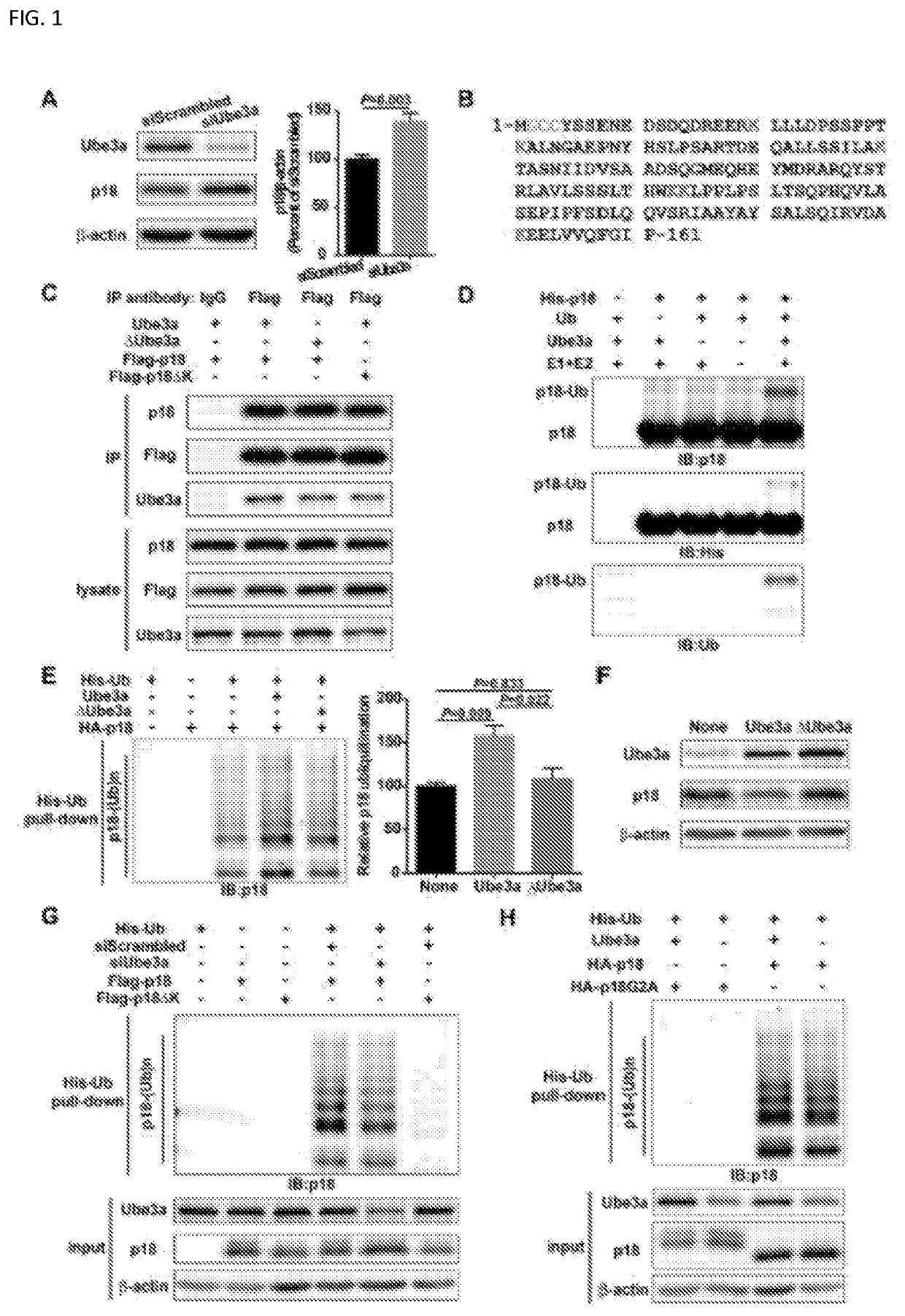 TARGETING P18 FOR mTOR-RELATED DISORDERS