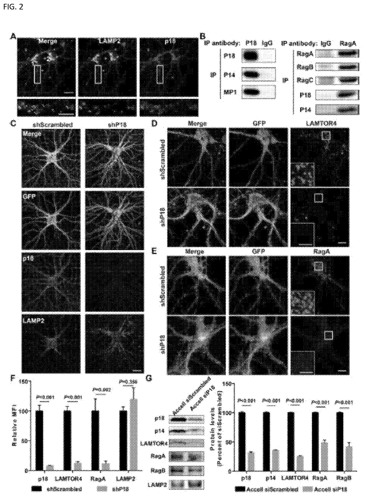 TARGETING P18 FOR mTOR-RELATED DISORDERS