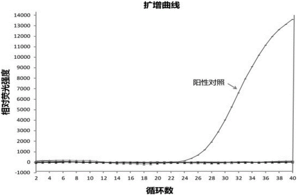 Candida krusei fluorescence PCR detection kit