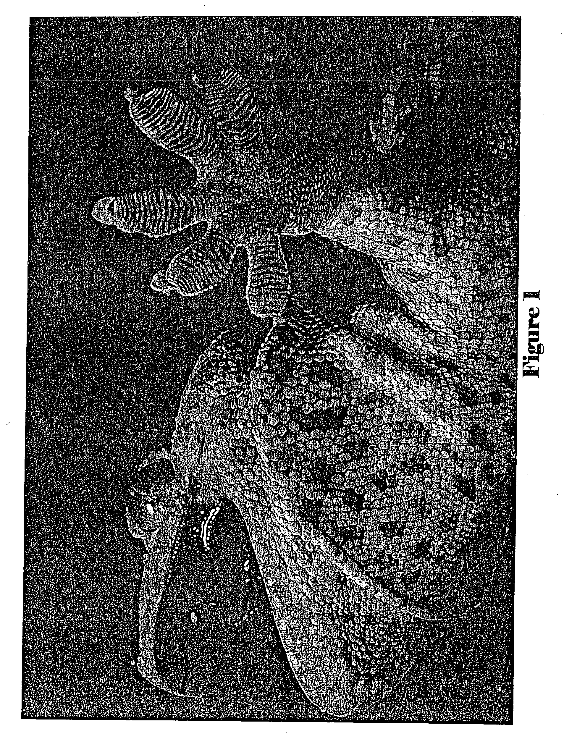 Hierarchically-dimensioned-microfiber-based dry adhesive materials