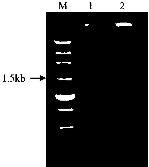 Recombinant streptomyces lydicus with cellulase activity and construction method and application thereof