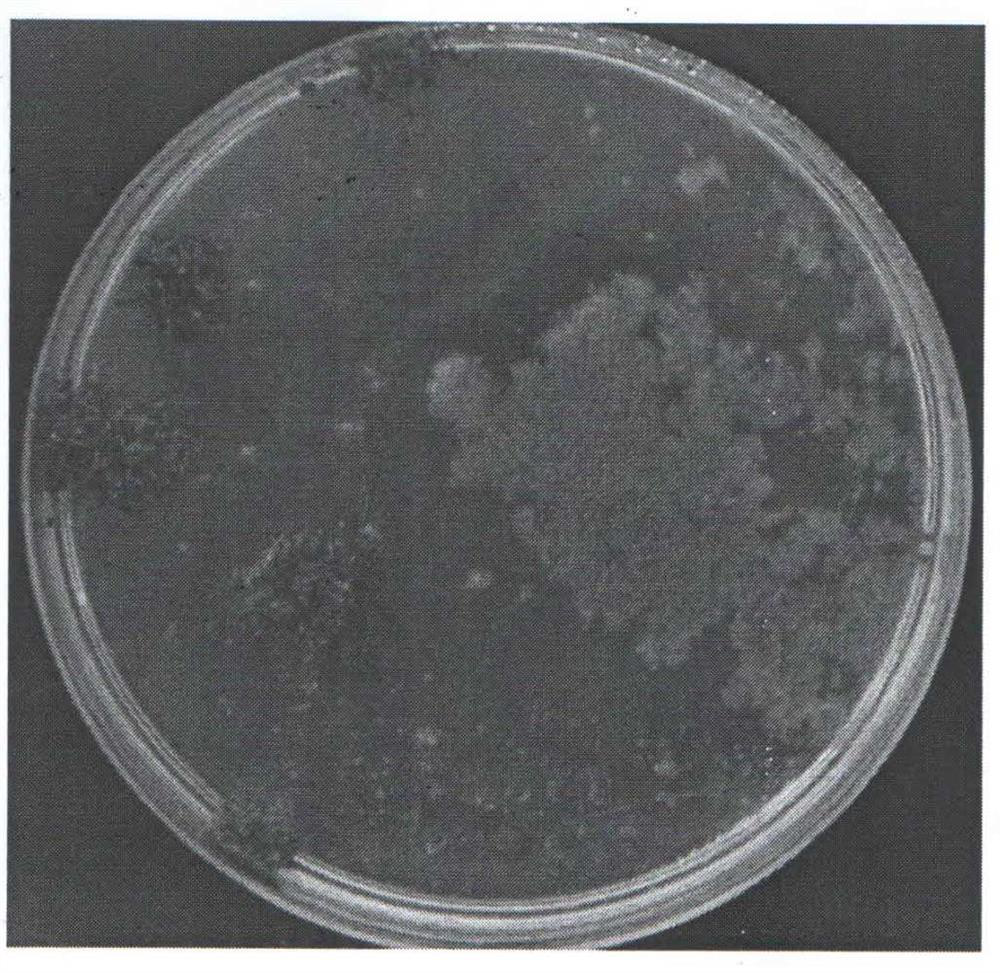 Agrobacterium tumefaciens-mediated moss stable genetic transformation method