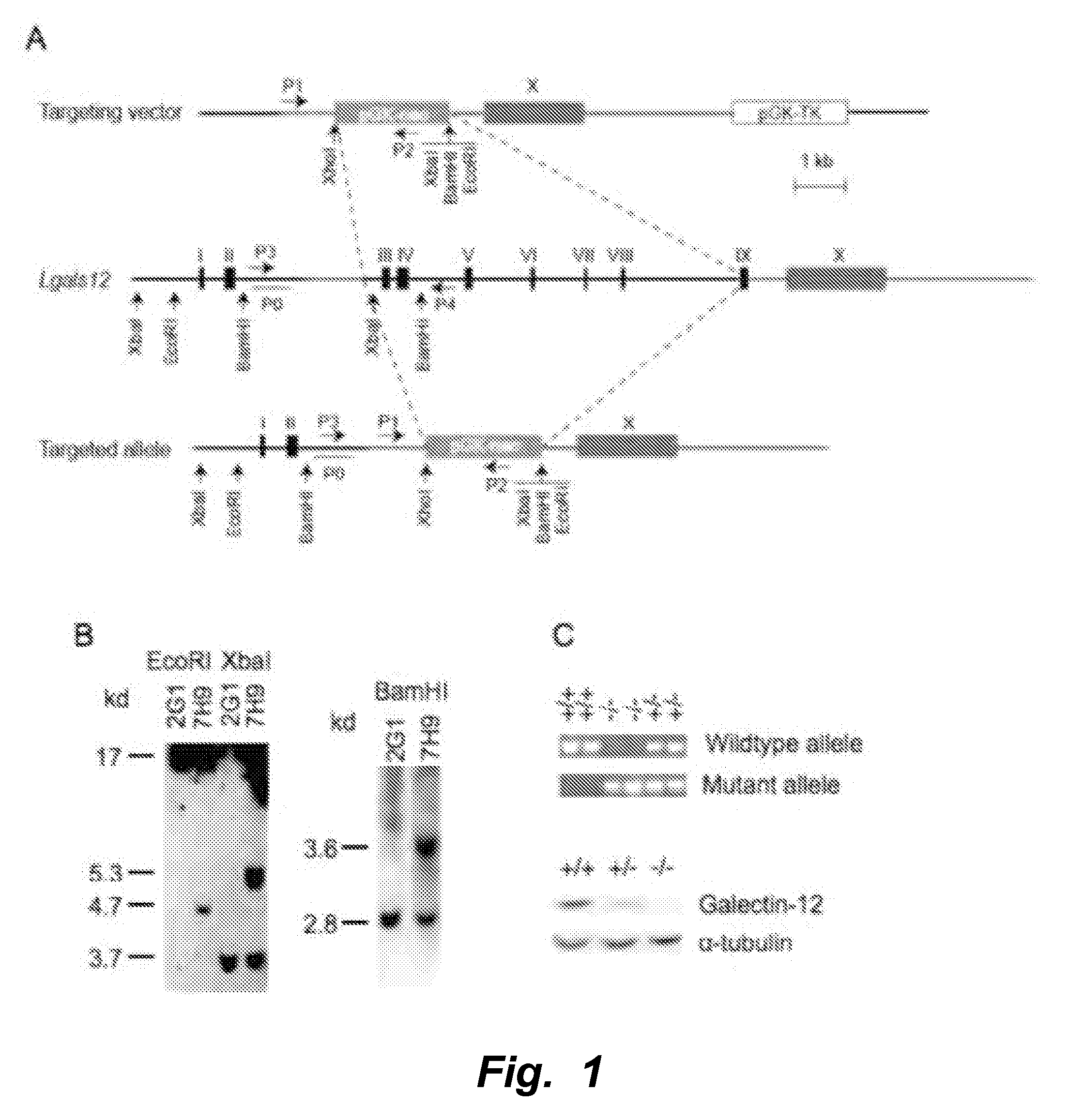 Mitigation of disease by inhibition of galectin-12