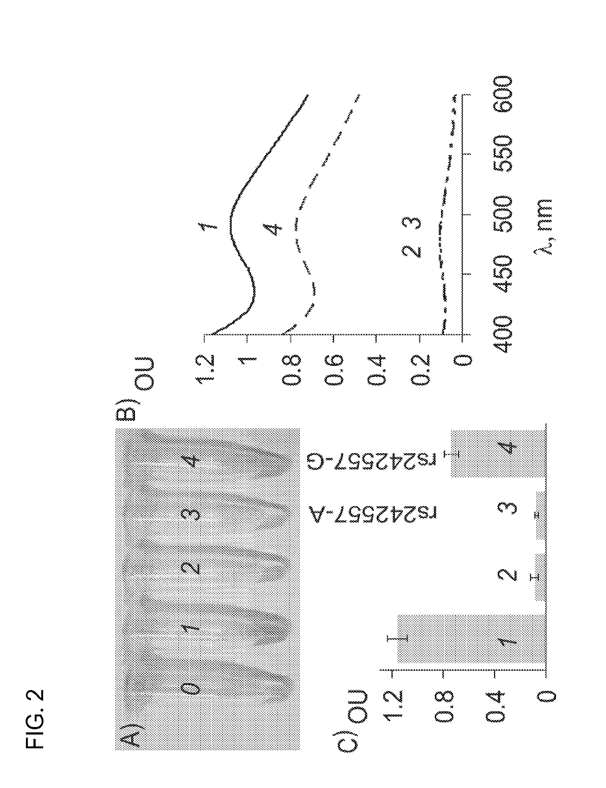 Split DNA Enzyme for Visual Single Nucleotide Polymorphism Typing