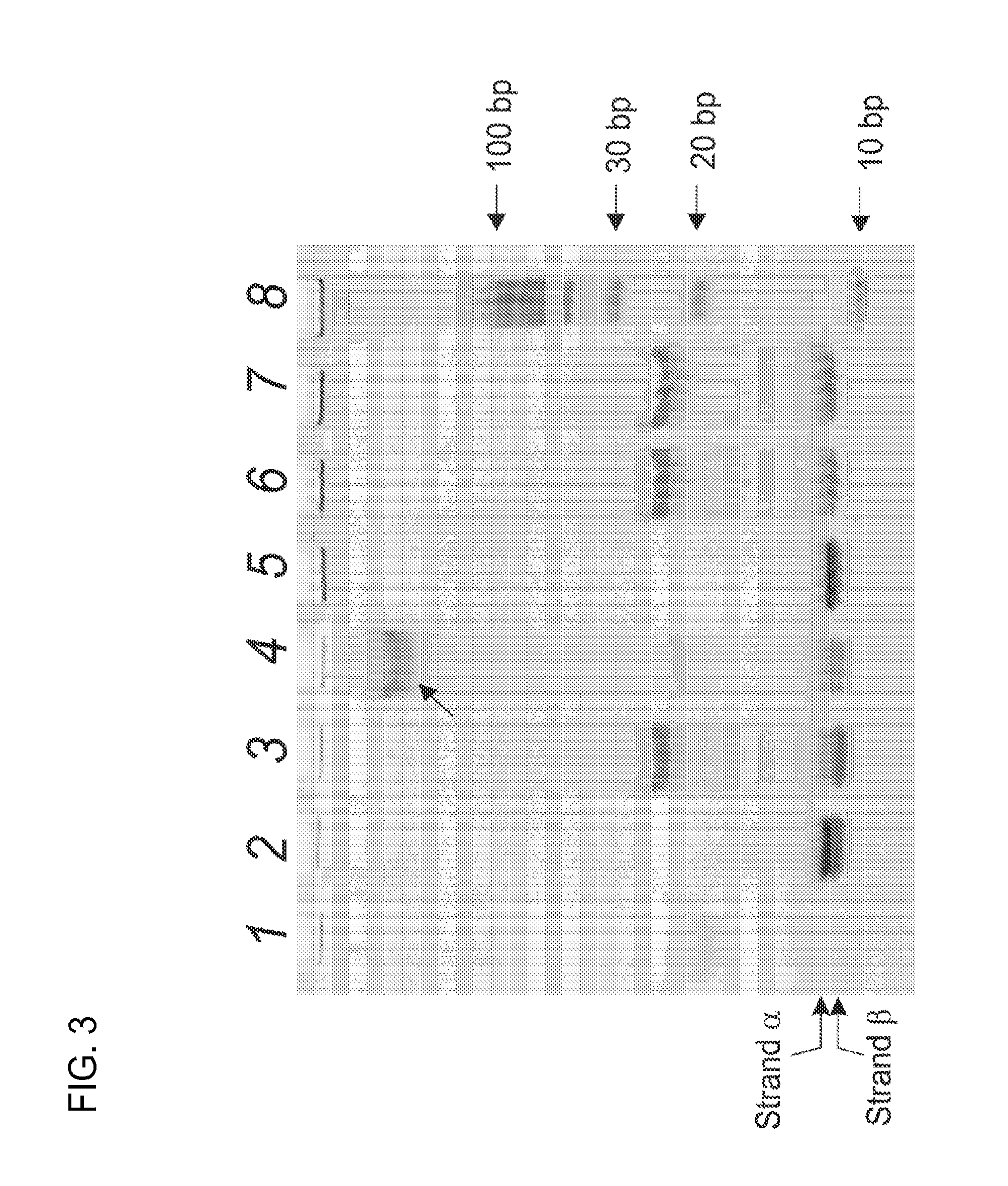 Split DNA Enzyme for Visual Single Nucleotide Polymorphism Typing