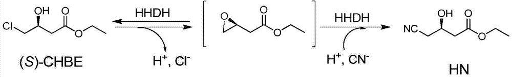 Halohydrin dehalogenase mutant from parvibaculum lavamentivorans and application of halohydrin dehalogenase mutant