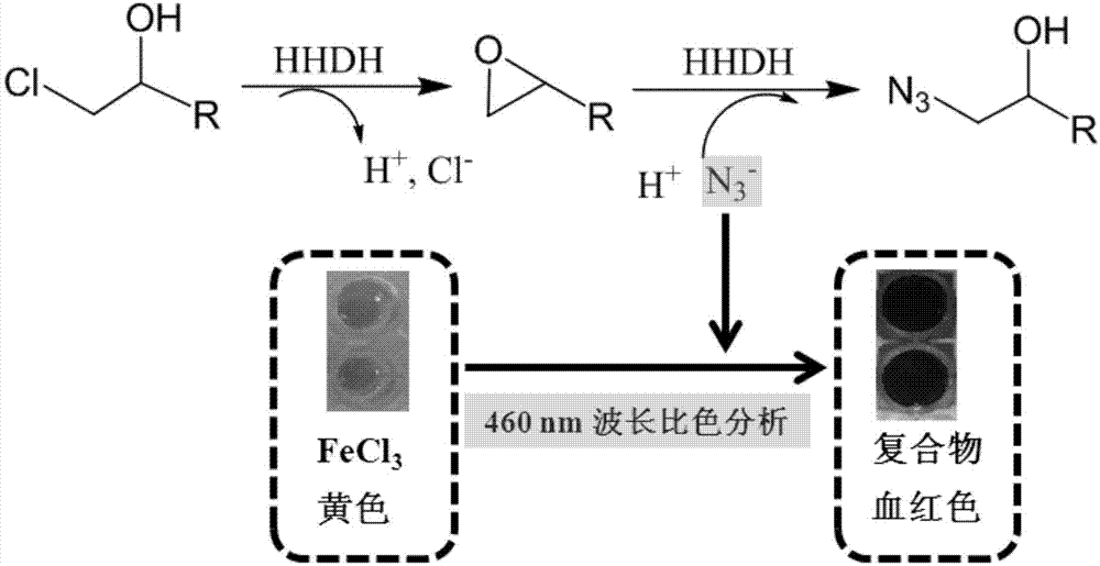 Halohydrin dehalogenase mutant from parvibaculum lavamentivorans and application of halohydrin dehalogenase mutant