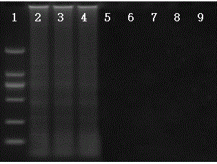 Reagent for legionella pneumophila detection according to in-vitro nested loop-mediated isothermal amplification method and legionella pneumophila detection method