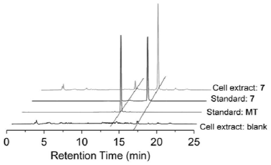 Melatonin-platinum (IV)-carbon nitrogen long-chain complex, preparation method and application of melatonin-platinum (IV)-carbon nitrogen long-chain complex in tumor drugs