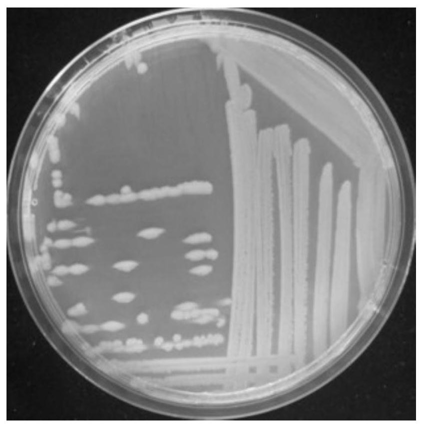 A kind of aerobic denitrifying bacteria and its application